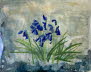 Flos sylva, Bluebells