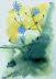 Chicory (Cichorium intybus)