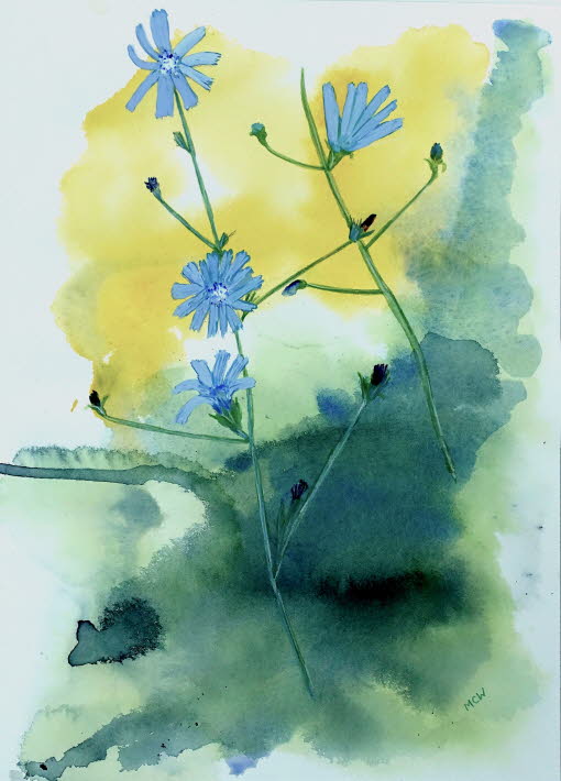 Chicory (Cichorium intybus)