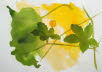 Cinquefoil (Potentilla simplex)