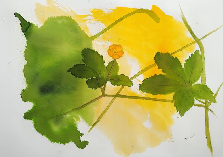 Cinquefoil (Potentilla simplex)