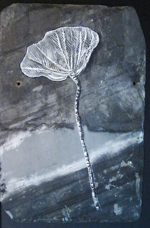 Crinoid sp., 425 mya. Related to starfish,  crinoids had stems of 40m (130ft)