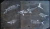 Devonian fishes, 390 mya. The Devonian is often described as the era of fishes