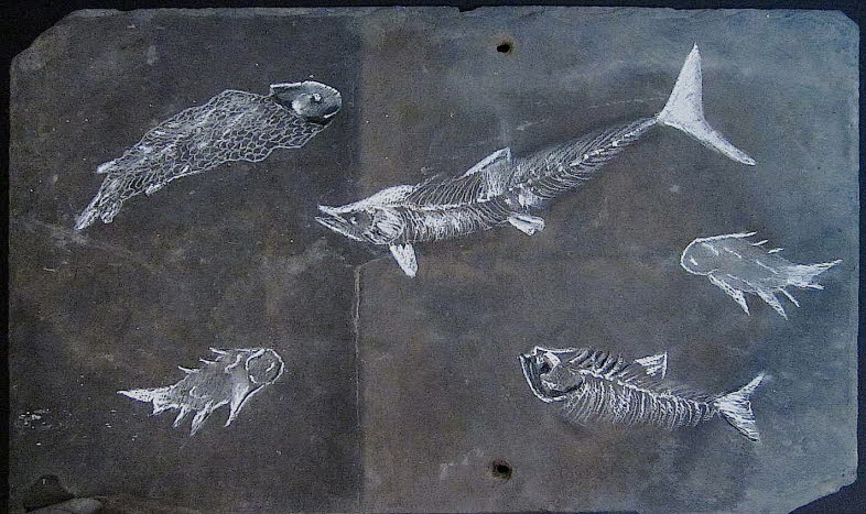Devonian fishes, 390 mya. The Devonian is often described as the era of fishes