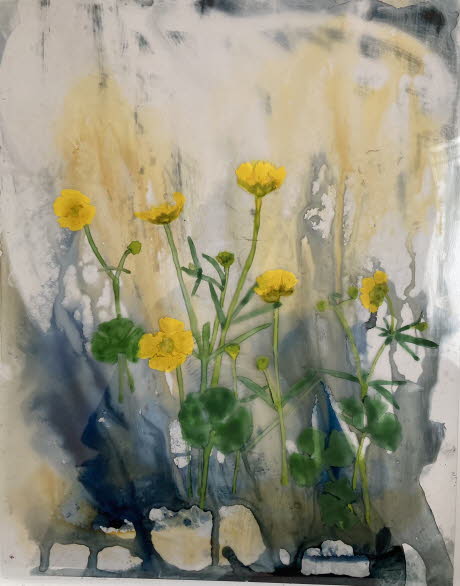 Flos sylva, Goldilocks