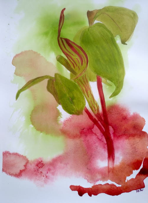 Jack-in-the-Pulpit (Arisaema triphyllum)