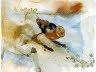 Snail