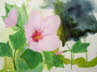 Swamp Mallow (Hibiscus moscheutos)