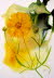Tickweed (Coreopsis lanceolata)