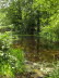 Wood Pond: June