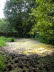 Wood Pond: August