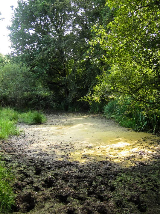 Wood Pond: August